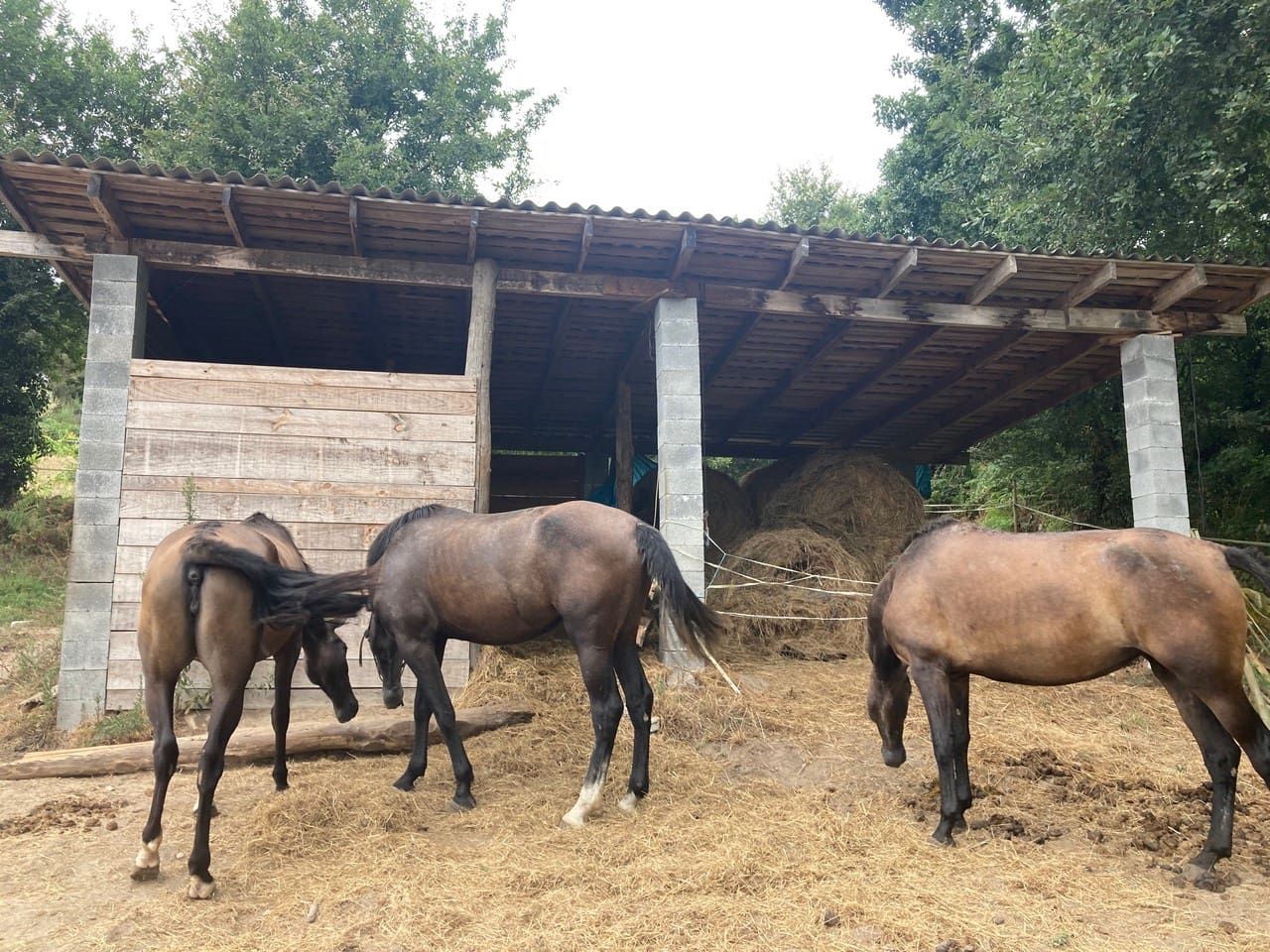 4 bedroom Finca/Country House for sale in Panton - € 295,000 (Ref: 9665393)