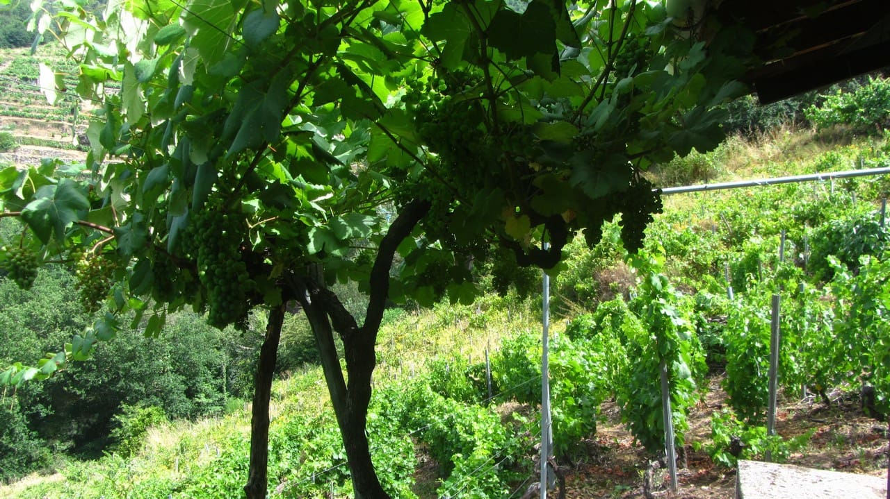 1 bedroom Finca/Country House for sale in O Savinao - € 28,000 (Ref: 9923051)