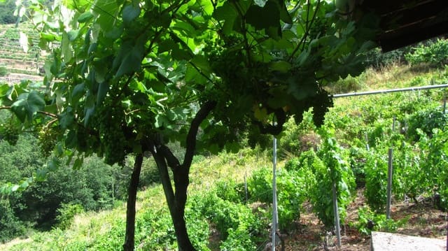 1 soveværelse Finca/Landehus til salg i O Saviñao - € 28.000 (Ref: 9923051)