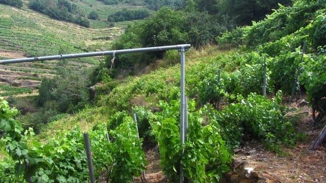 1 soveværelse Finca/Landehus til salg i O Saviñao - € 28.000 (Ref: 9923051)