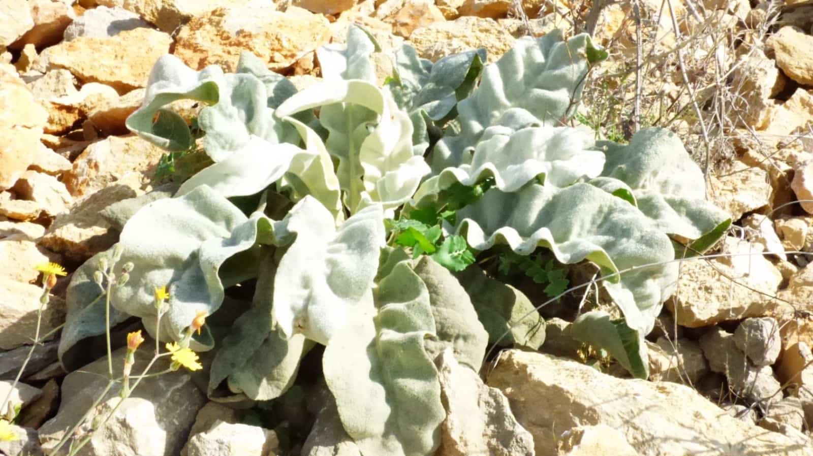 Finca/Landehus til salg i Lliber - € 49.900 (Ref: 8635691)