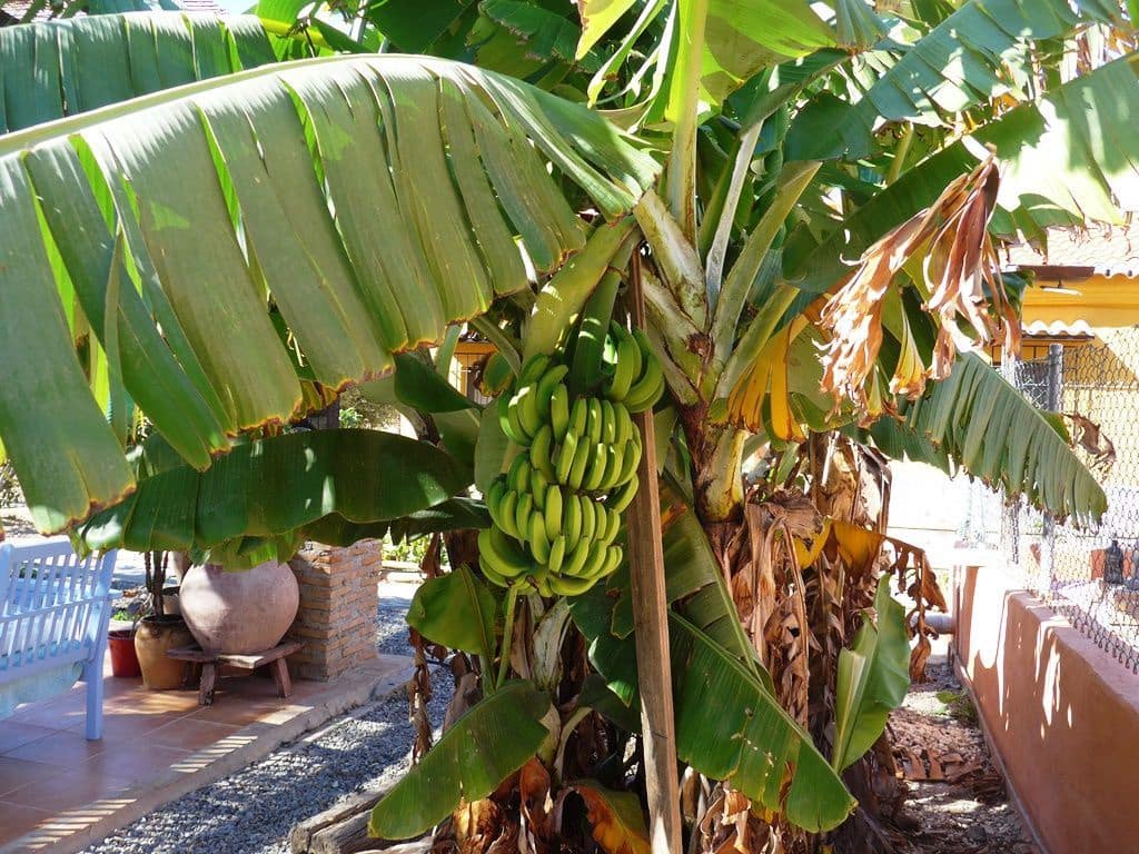 6 soverom Finca/Herregård til salgs i Motril med svømmebasseng garasje - € 784 900 (Ref: 6766847)