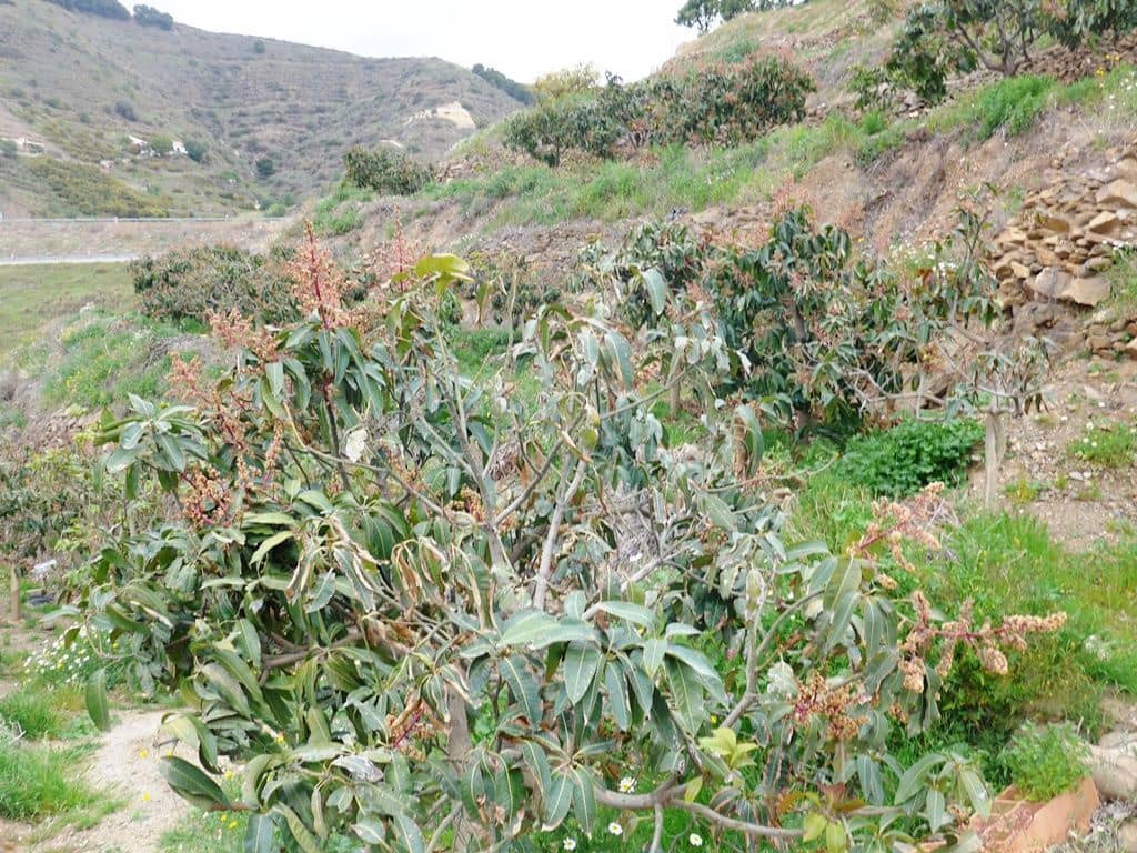 3 soverom Finca/Herregård til salgs i Almunecar med svømmebasseng garasje - € 743 000 (Ref: 6837841)