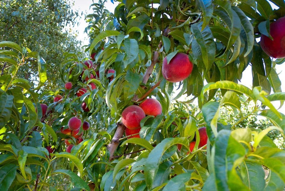 4 soveværelse Finca/Landehus til salg i Almunecar med swimmingpool garage - € 499.000 (Ref: 9008398)