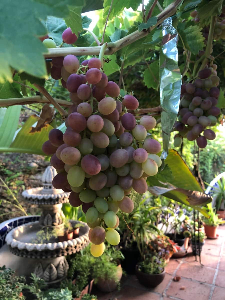 4 soveværelse Finca/Landehus til salg i Almunecar med swimmingpool garage - € 499.000 (Ref: 9008398)