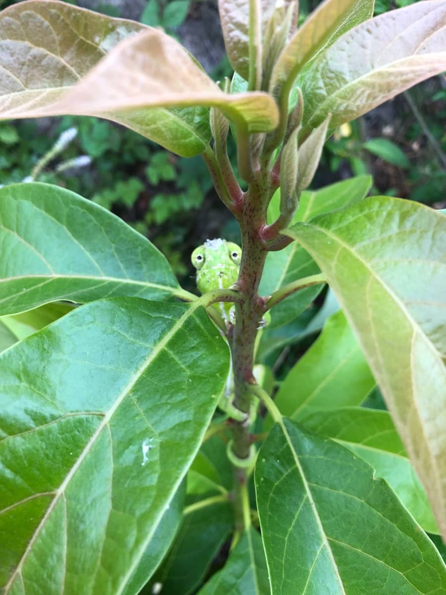 4 soveværelse Finca/Landehus til salg i Almunecar med swimmingpool garage - € 499.000 (Ref: 9008398)