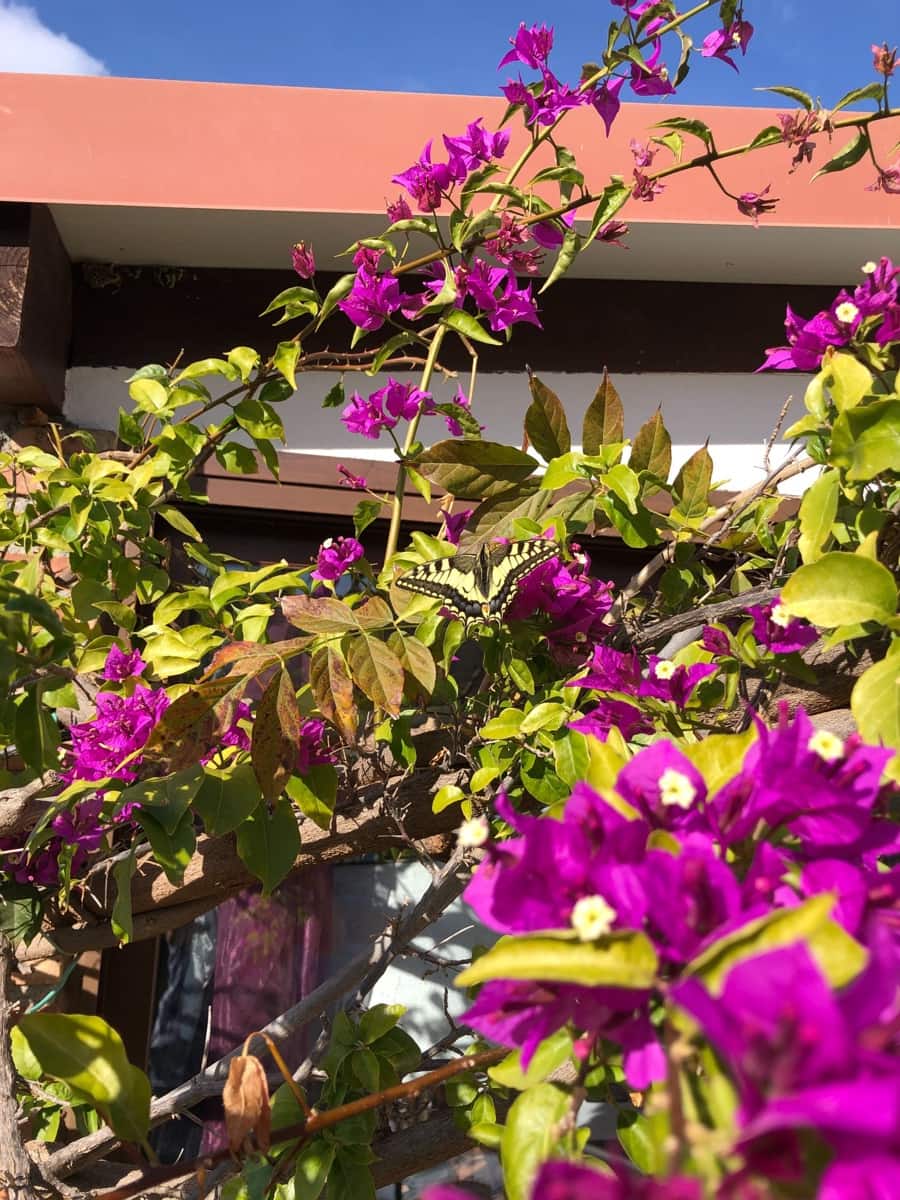 4 soveværelse Finca/Landehus til salg i Almunecar med swimmingpool garage - € 499.000 (Ref: 9008398)