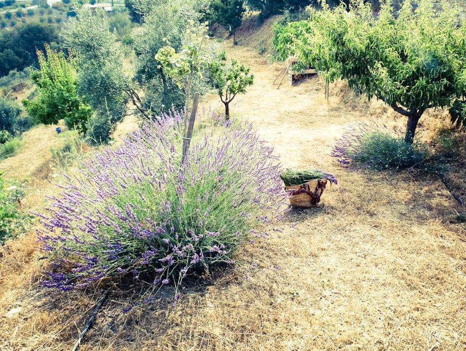 4 soveværelse Finca/Landehus til salg i Almunecar med swimmingpool garage - € 499.000 (Ref: 9008398)