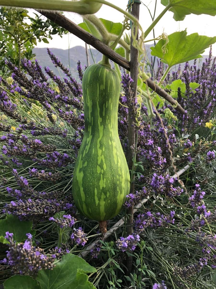 4 soveværelse Finca/Landehus til salg i Almunecar med swimmingpool garage - € 499.000 (Ref: 9008398)