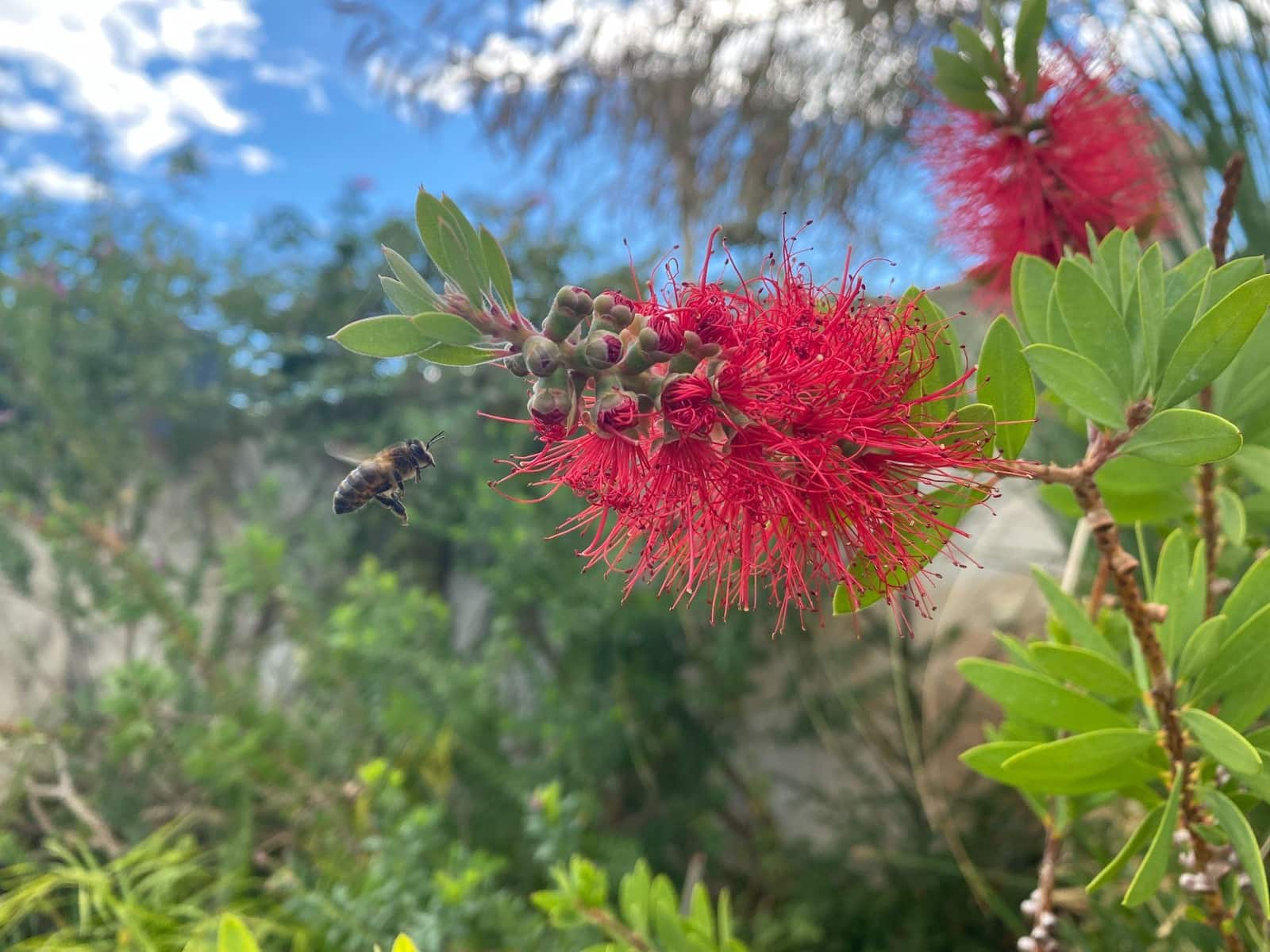 4 soveværelse Finca/Landehus til salg i Almunecar med swimmingpool garage - € 499.000 (Ref: 9008398)