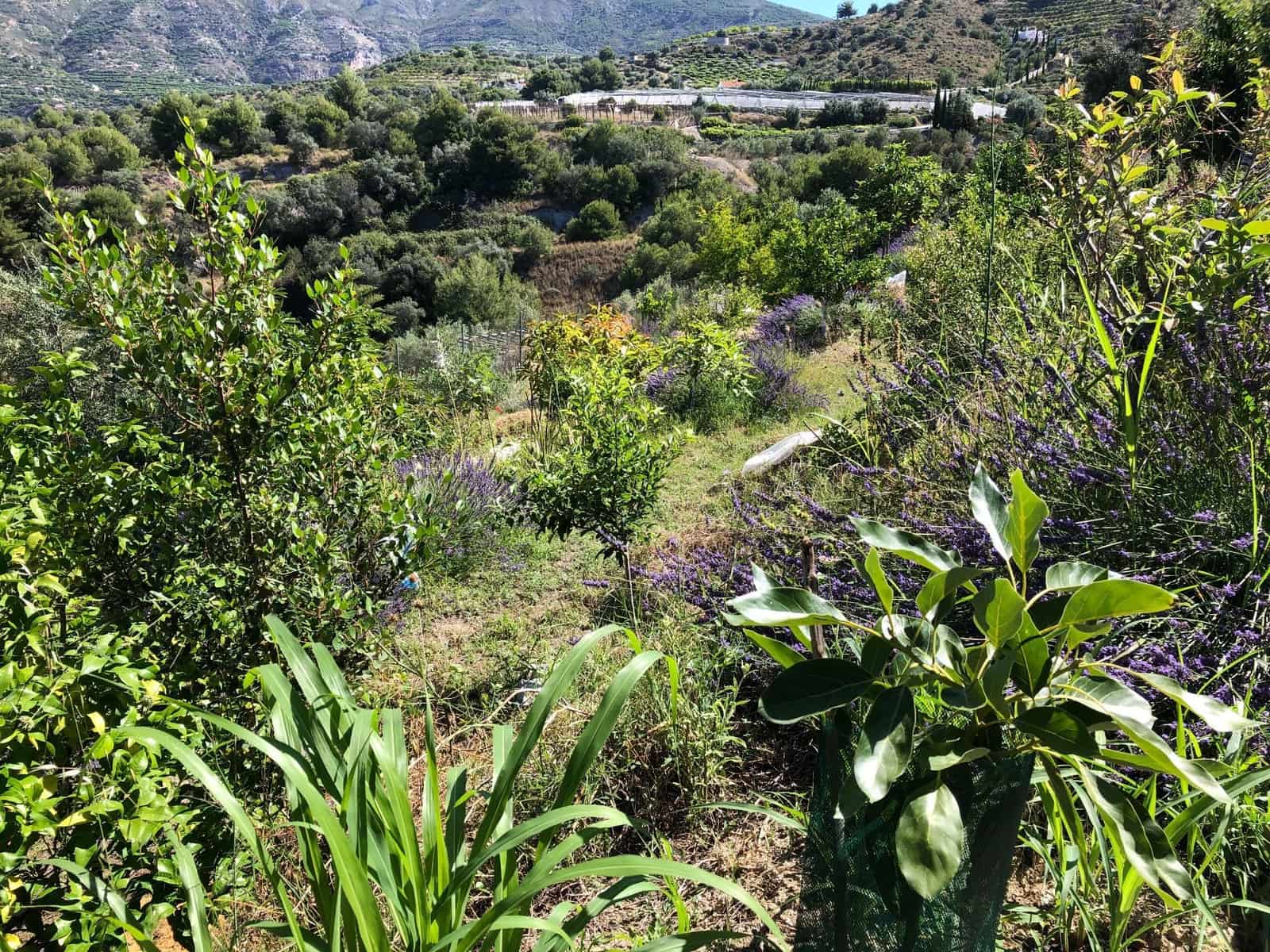 4 soveværelse Finca/Landehus til salg i Almunecar med swimmingpool garage - € 499.000 (Ref: 9008398)