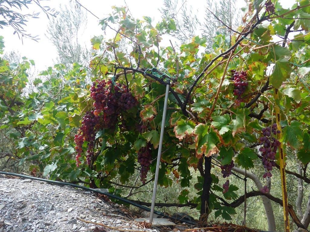 2 soveværelse Finca/Landehus til salg i Otivar med swimmingpool garage - € 214.000 (Ref: 9219670)