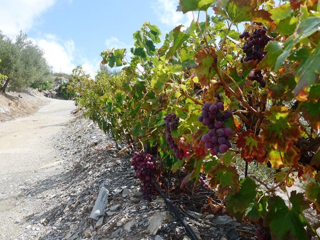 2 soveværelse Finca/Landehus til salg i Otivar med swimmingpool garage - € 214.000 (Ref: 9219670)