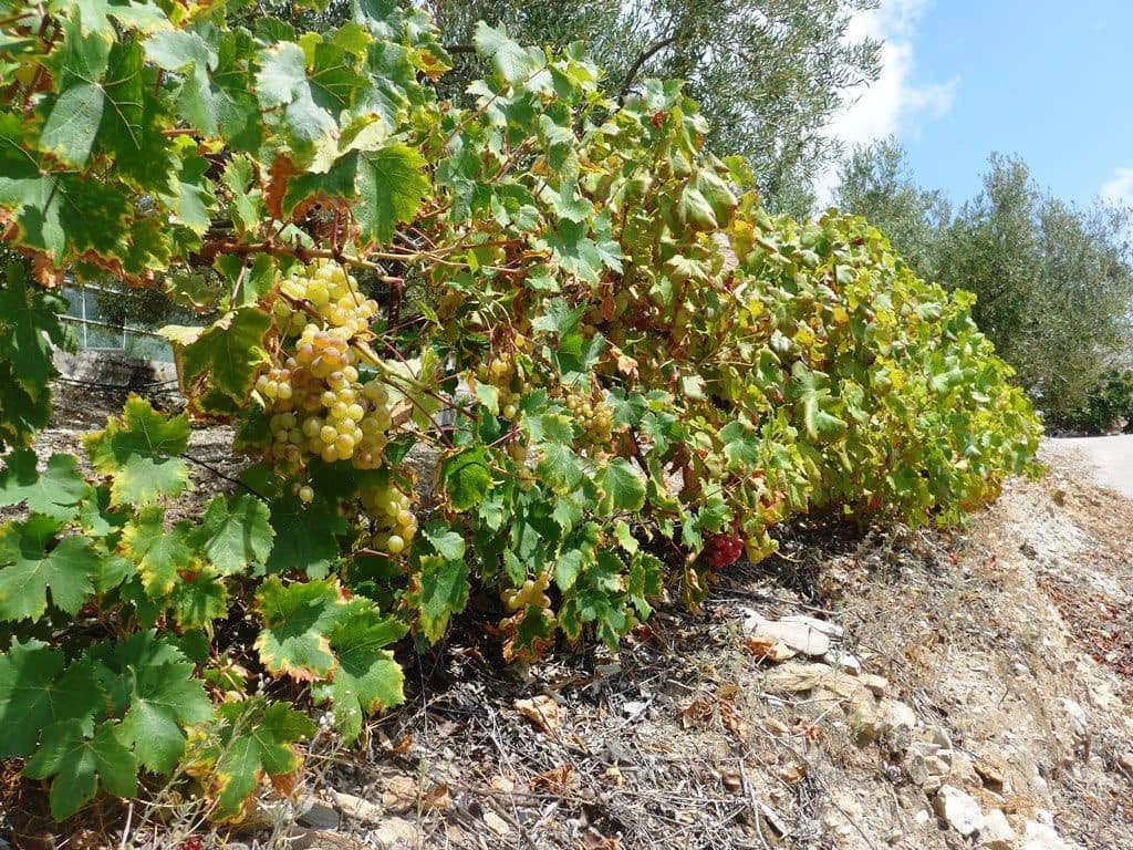 2 soveværelse Finca/Landehus til salg i Otivar med swimmingpool garage - € 214.000 (Ref: 9219670)