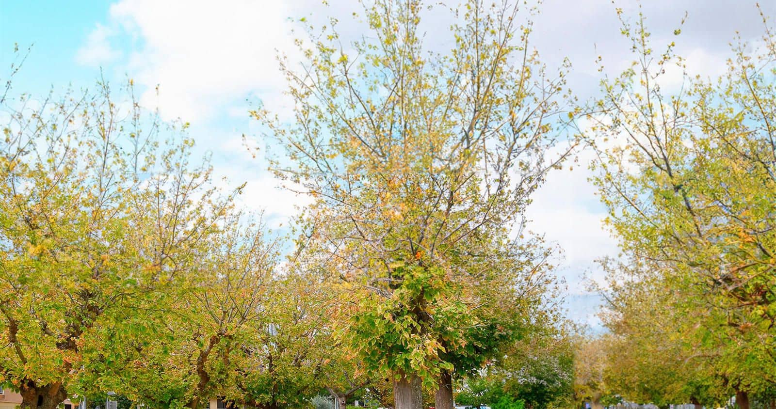 Erhverv til salg i Palafrugell - € 250.000 (Ref: 8600157)