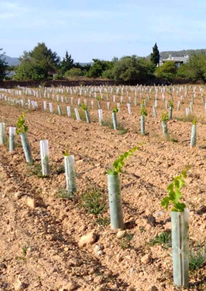 Teren niezagospodarowany na sprzedaż w Miasto Ibiza / Eivissa - 725 000 € (Ref: 9685150)