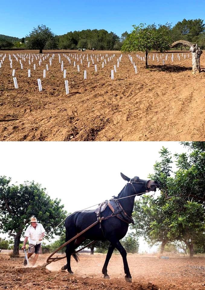 Teren niezagospodarowany na sprzedaż w Miasto Ibiza / Eivissa - 725 000 € (Ref: 9685150)