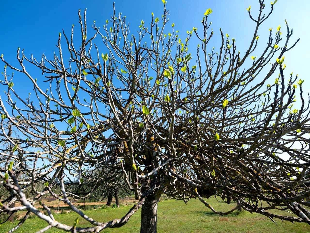 Teren niezagospodarowany na sprzedaż w Miasto Ibiza / Eivissa - 725 000 € (Ref: 9685150)