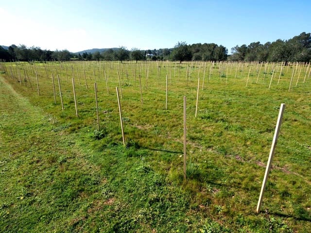 Teren niezagospodarowany na sprzedaż w Miasto Ibiza / Eivissa - 725 000 € (Ref: 9685150)