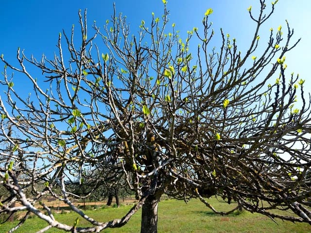 Teren niezagospodarowany na sprzedaż w Miasto Ibiza / Eivissa - 725 000 € (Ref: 9685150)