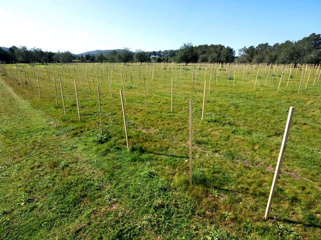 Teren niezagospodarowany na sprzedaż w Miasto Ibiza / Eivissa - 850 000 € (Ref: 9685150)