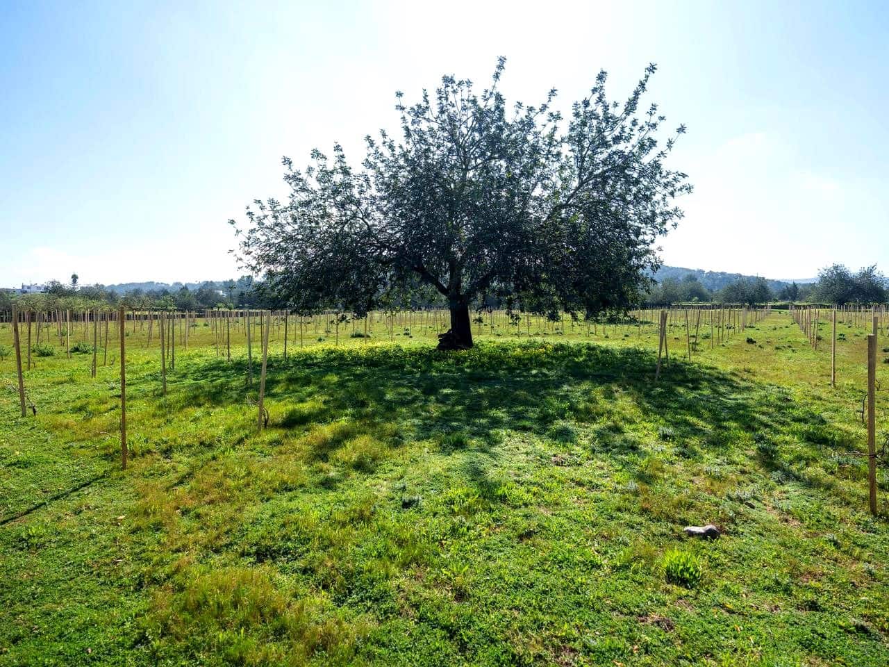 Undeveloped Land for sale in Ibiza / Eivissa town - € 850,000 (Ref: 9685150)
