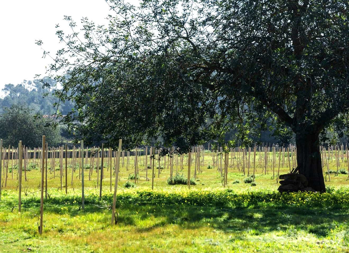 Undeveloped Land for sale in Ibiza / Eivissa town - € 850,000 (Ref: 9685150)