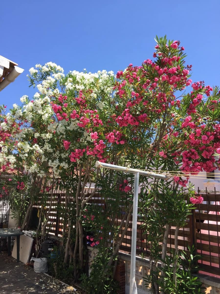 2 bedroom Villa for sale in Santa Margarida with garage - € 336,000 (Ref: 6288081)