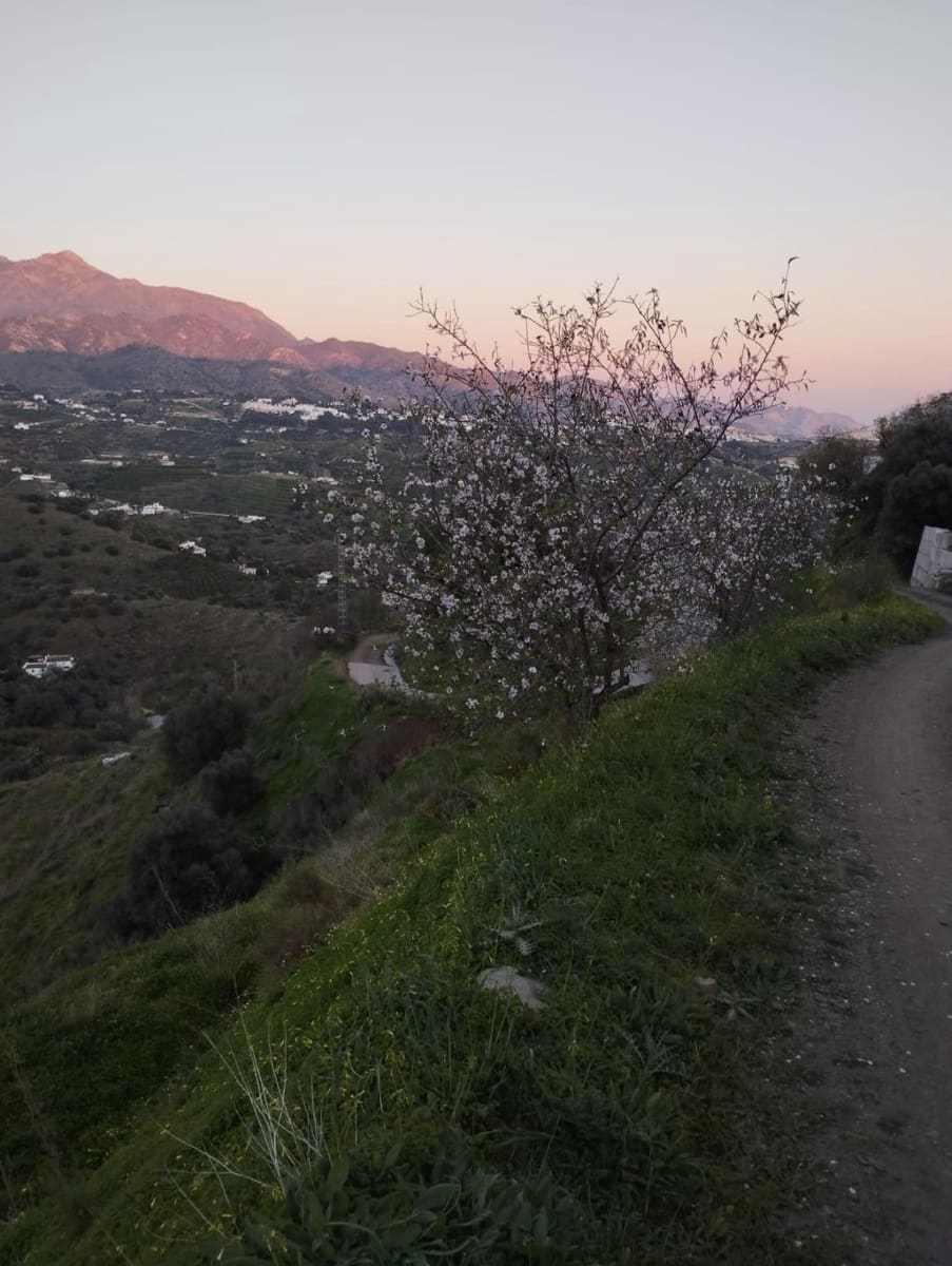 Bauplatz zu verkaufen in Torrox - 159.000 € (Ref: 9643695)