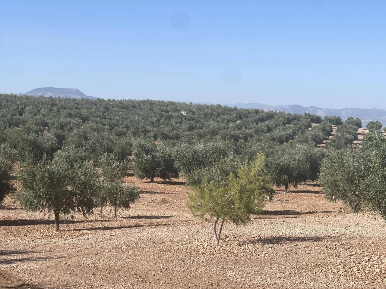 4 soveværelse Villa til salg i Santa Cruz del Comercio - € 750.000 (Ref: 8440001)