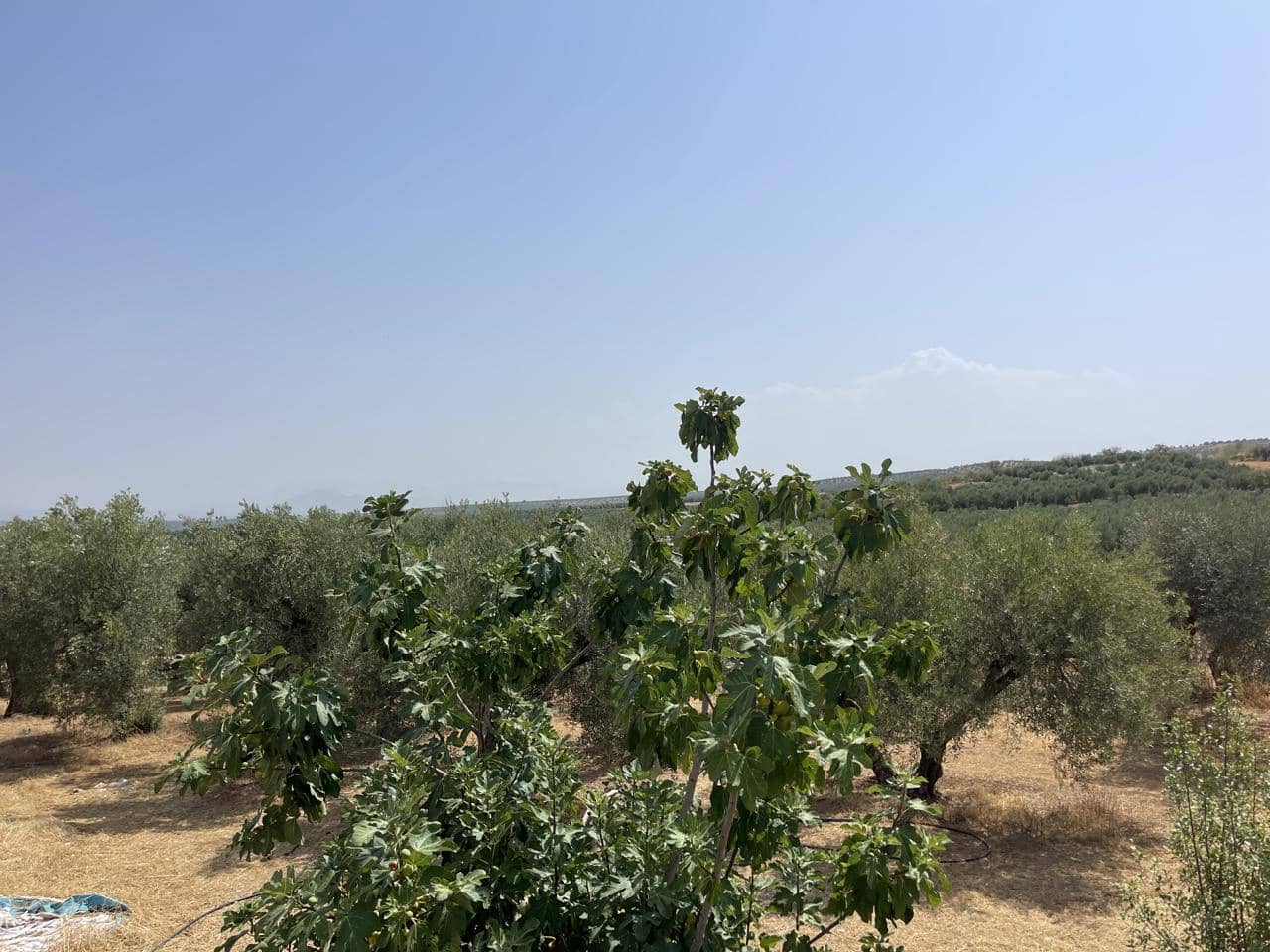 1 soveværelse Villa til salg i Moraleda de Zafayona - € 70.000 (Ref: 9209043)