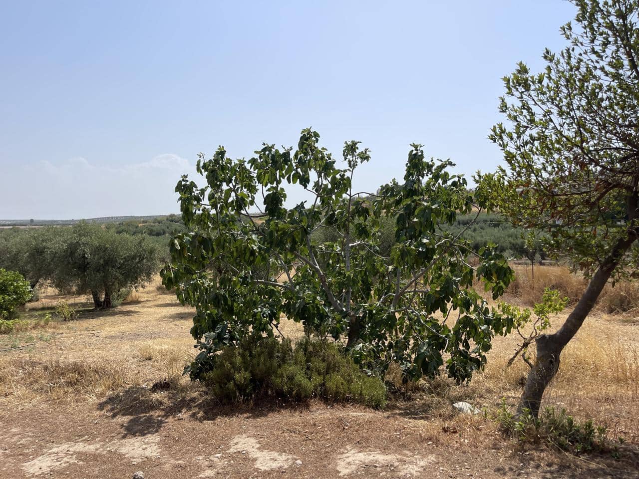 1 soveværelse Villa til salg i Moraleda de Zafayona - € 70.000 (Ref: 9209043)