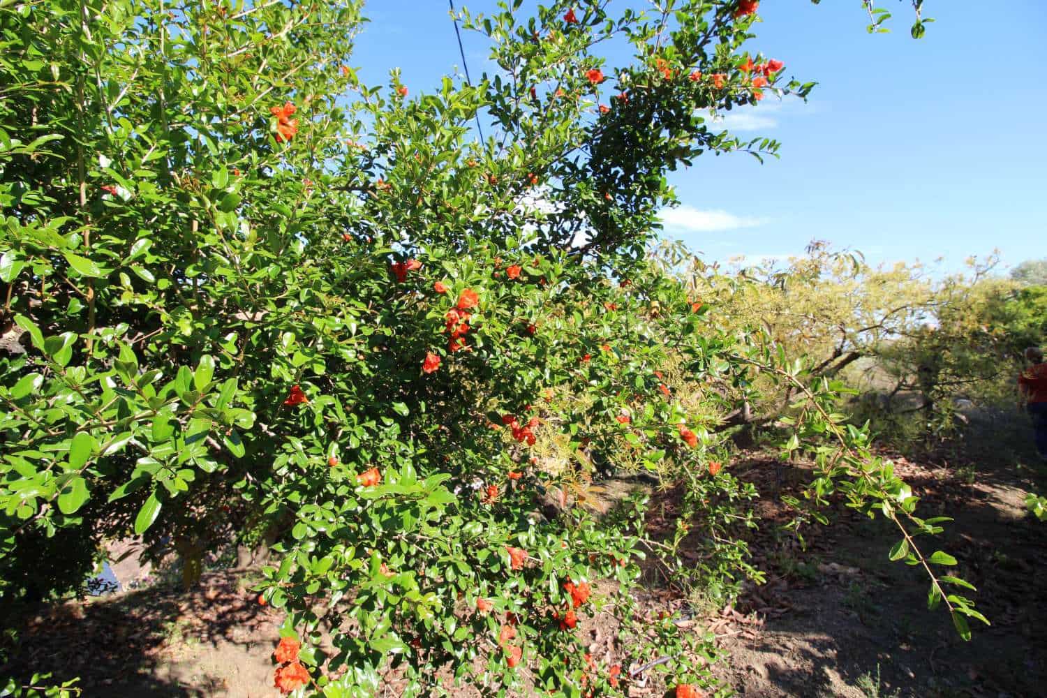 3 soveværelse Finca/Landehus til salg i Torrox med garage - € 295.000 (Ref: 8347701)