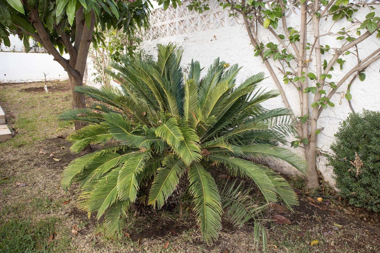 3 soveværelse Villa til salg i Maro med swimmingpool - € 599.000 (Ref: 9042045)