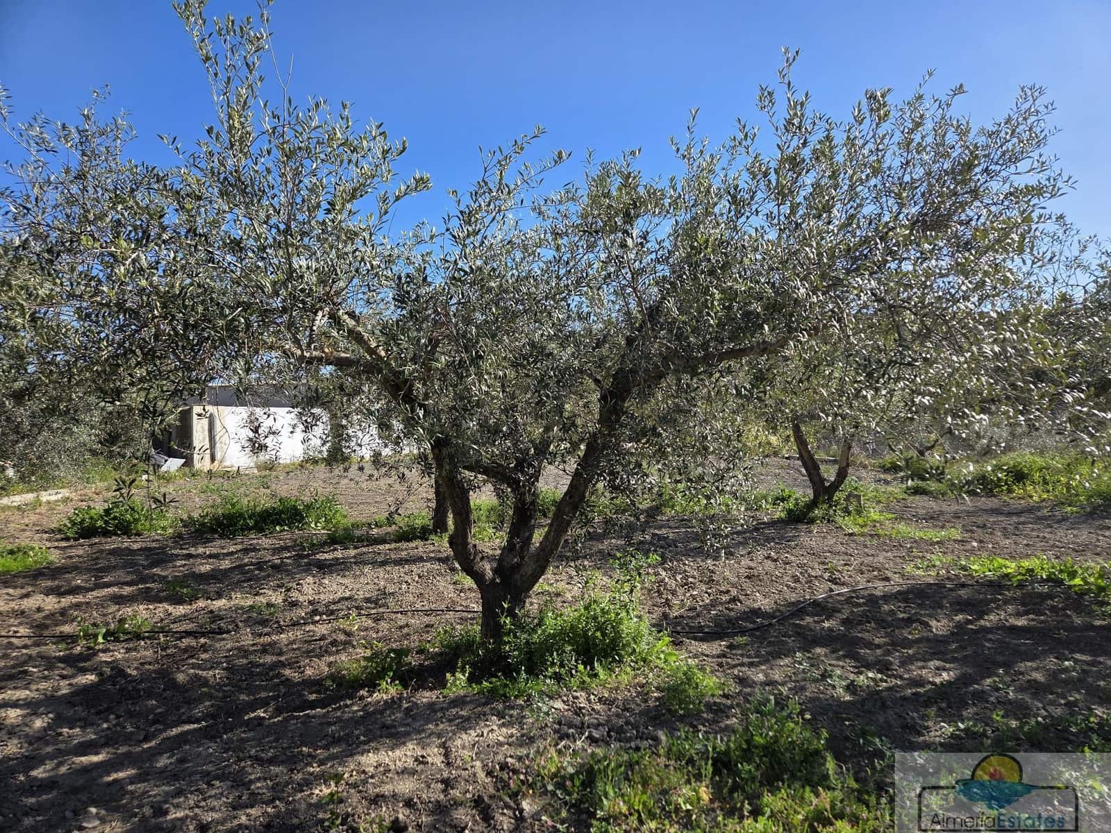 7 makuuhuone Huvila myytävänä paikassa Albox mukana 
autotalli - 449 000 € (Ref: 9764871)