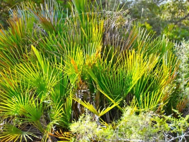 Undeveloped Land for sale in Sitges - € 3,050,000 (Ref: 5164466)