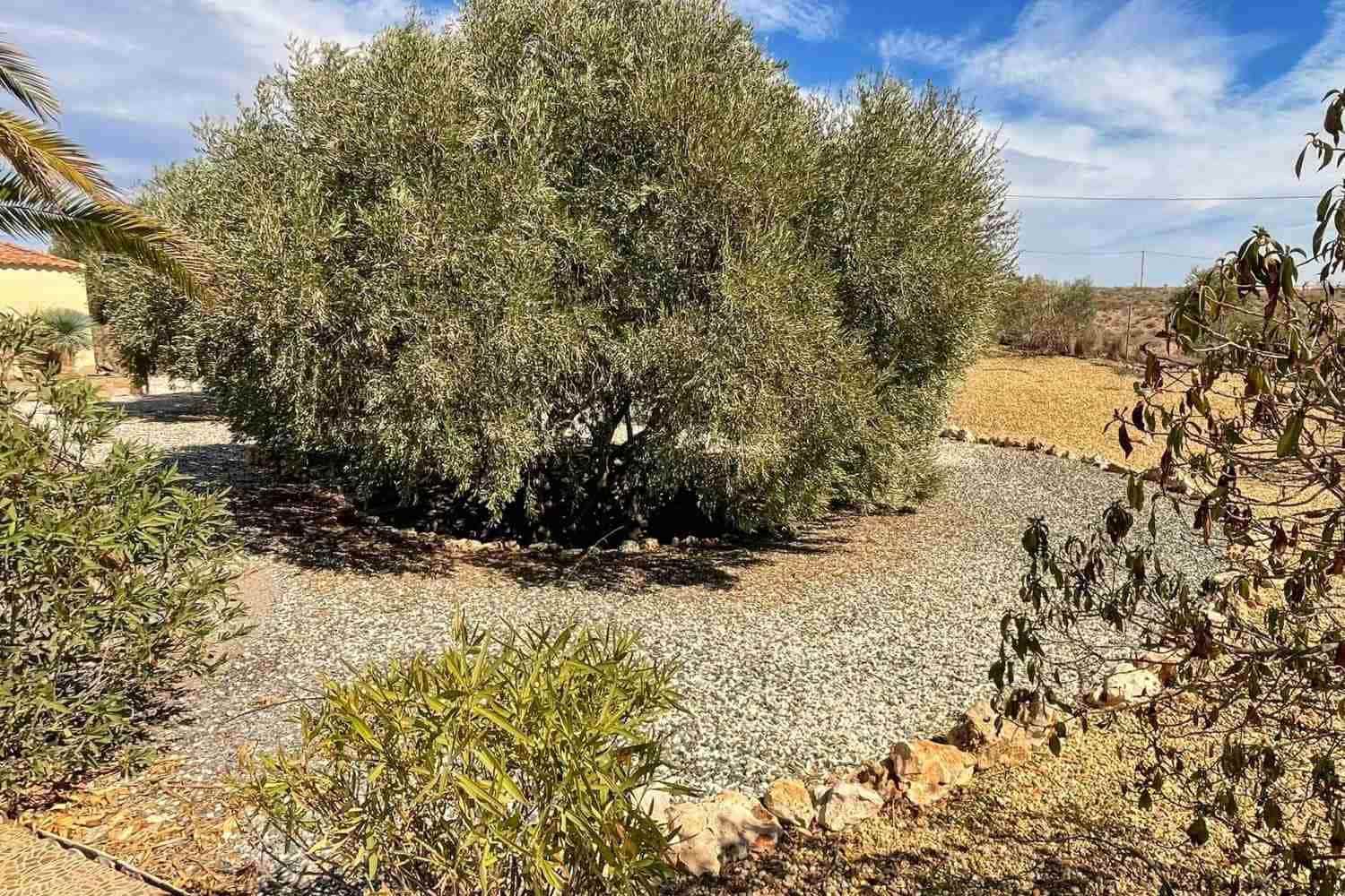 3 makuuhuone Huvila myytävänä paikassa Albox mukana 
autotalli - 234 000 € (Ref: 8960375)