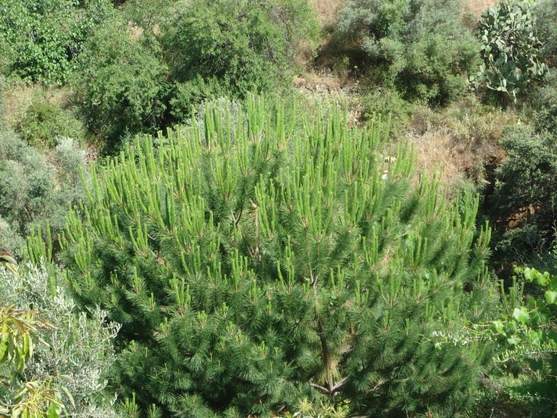 4 slaapkamer Villa te koop in Torrox - € 378.000 (Ref: 4510710)