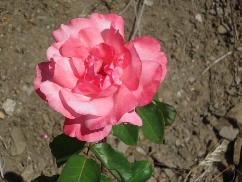 4 slaapkamer Villa te koop in Torrox - € 378.000 (Ref: 4510710)