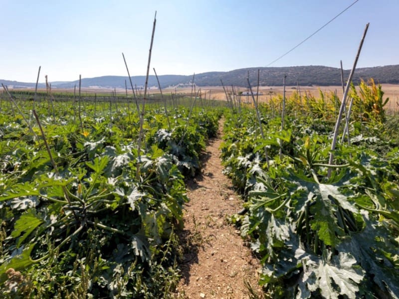 3 bedroom Townhouse for sale in Alhama de Granada with garage - € 269,000 (Ref: 4873874)