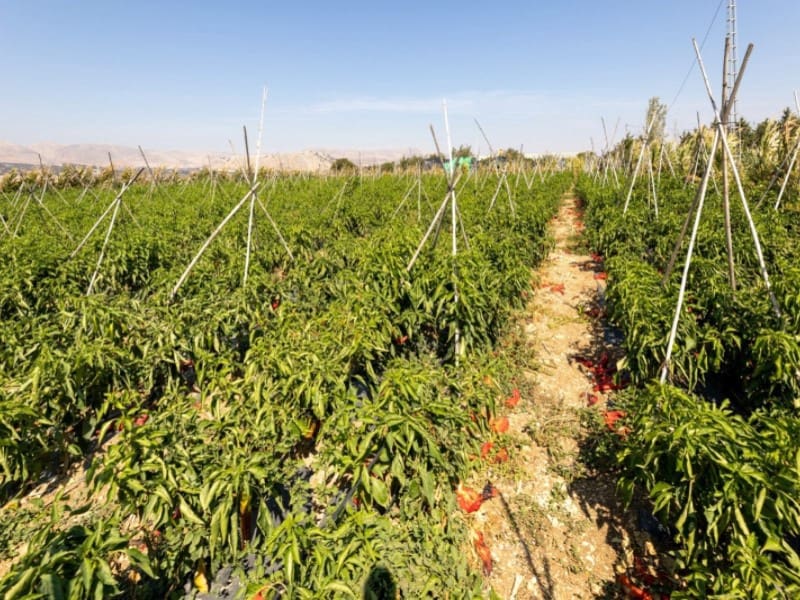 3 bedroom Townhouse for sale in Alhama de Granada with garage - € 269,000 (Ref: 4873874)