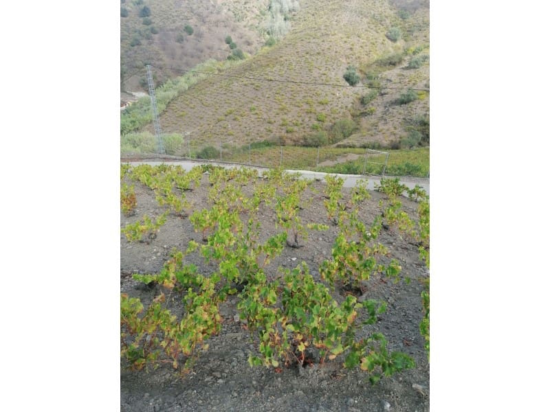 Teren niezagospodarowany na sprzedaż w Vinuela - 120 000 € (Ref: 6362136)