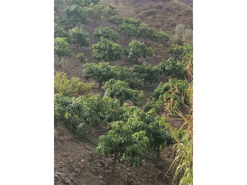 Teren niezagospodarowany na sprzedaż w Vinuela - 120 000 € (Ref: 6362136)