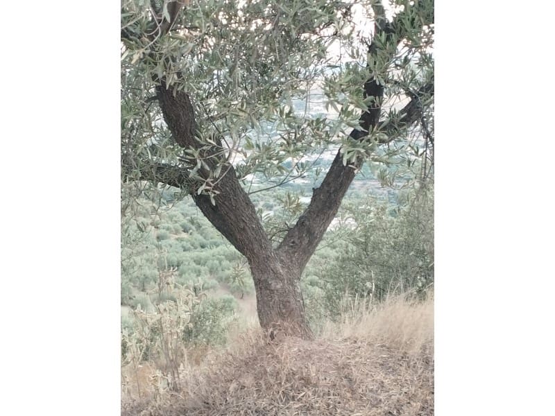 Maalaistalo myytävänä paikassa Alcaucin - 65 000 € (Ref: 7165177)