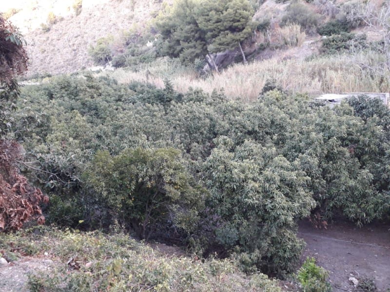 Finka/Dom wiejski na sprzedaż w Frigiliana - 129 000 € (Ref: 7255247)