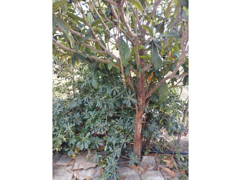 1 bedroom Finca/Country House for sale in Canillas de Aceituno - € 99,000 (Ref: 7494970)