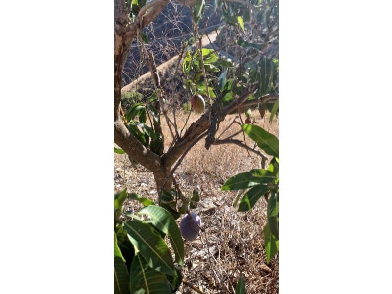 1 bedroom Finca/Country House for sale in Benamargosa - € 125,000 (Ref: 9174917)