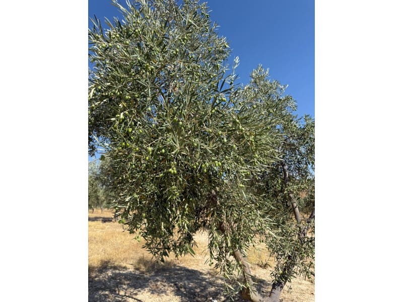 Finca/Casa di Campagna in vendita in Alhama de Granada - 250.000 € (Rif: 9303399)