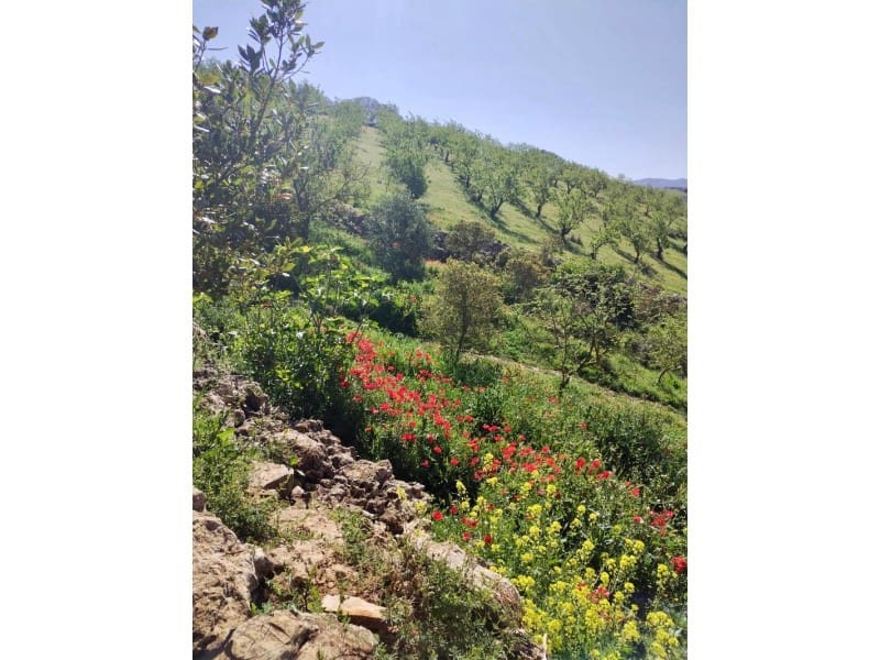 1 soveværelse Finca/Landehus til salg i Alhama de Granada - € 149.000 (Ref: 9850973)