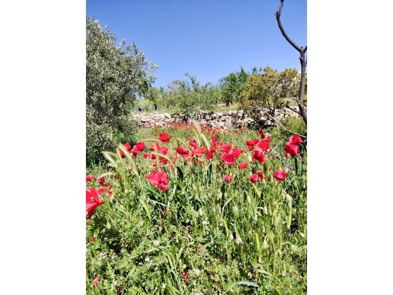 1 soveværelse Finca/Landehus til salg i Alhama de Granada - € 149.000 (Ref: 9850973)